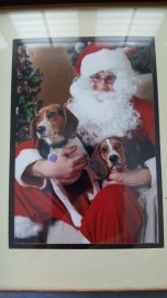 santa dogs